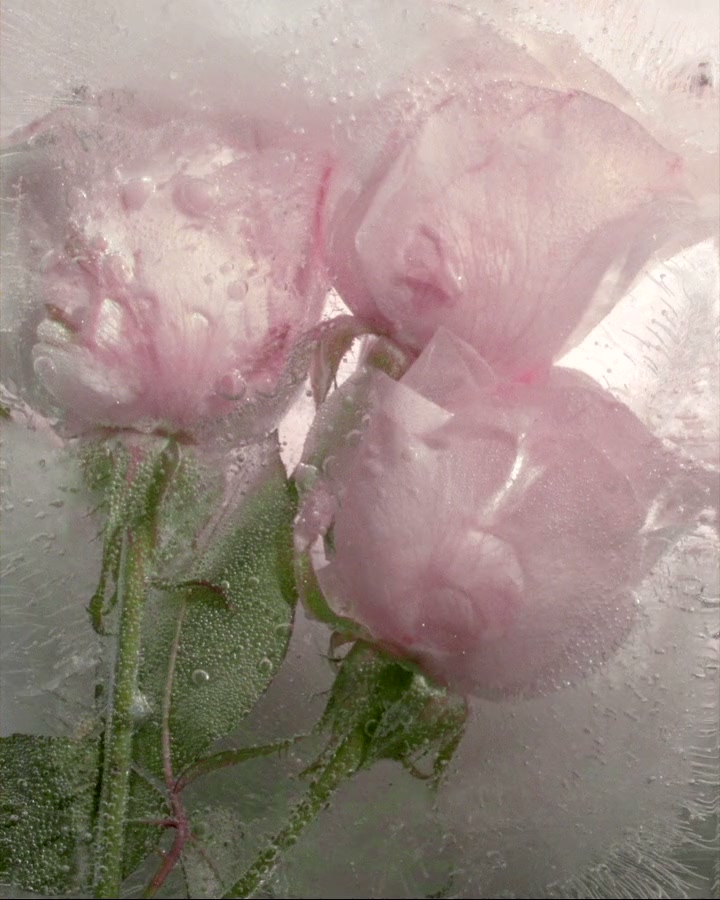 Narciso Rodriguez