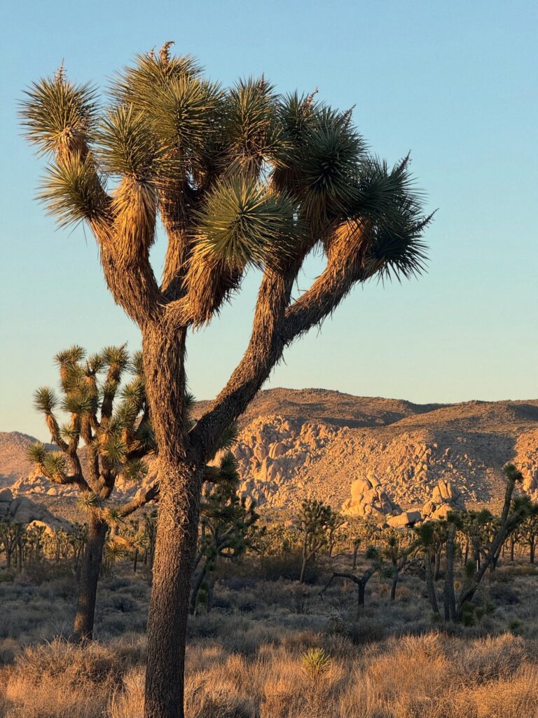 Joshua Tree, The Mojave